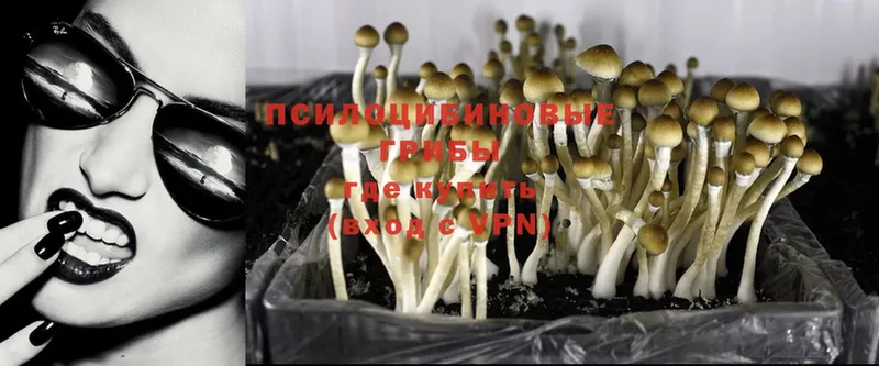 Псилоцибиновые грибы Psilocybe Заволжск